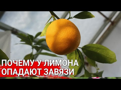 Почему у лимона облетают завязи | Сладкий «лимон»