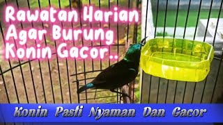 Rawatan Harian Agar Burung Konin Gacor