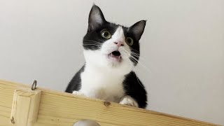 My son filming my cat meowing. In the background, Mom is boasting.