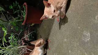 Twin Cats Ping And Pong Eating Cat Food