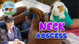 Guinea pig neck abscess  how to treat and drain and abscess with Cavy Central Guinea Pig Rescue