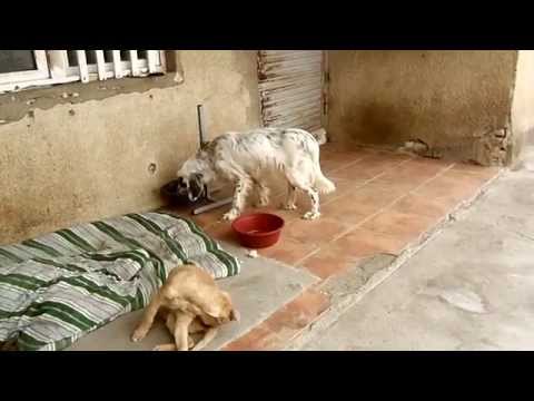BELKA - ბელკა  - GSPSA - Dog Shelter / GSPSA - ს უპატრონო ძაღლების თავშესაფარი