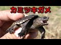 関東某所でカミツキガメのベビーを捕獲！！ Snappingturtle baby