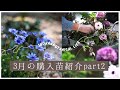 【春のガーデニング】3月の購入苗紹介part2|3月の庭|寄せ植えその後|クリスマスローズ植え替え