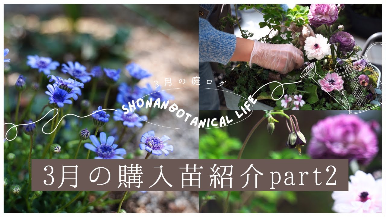 【春のガーデニング】3月の購入苗紹介part2｜３月の庭｜寄せ植えその後｜クリスマスローズ植え替え