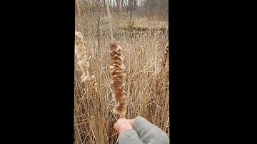 A couple more Natural cordage materials