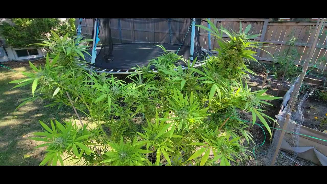 🔥 Mimosa Clone Experiment: What I Learned Growing a MASSIVE Plant! 🏆