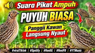 SUARA PIKAT PUYUH BIASA PALING AMPUH 2026 | Panggil Kawan Langsung Nyaut & Auto Respon!