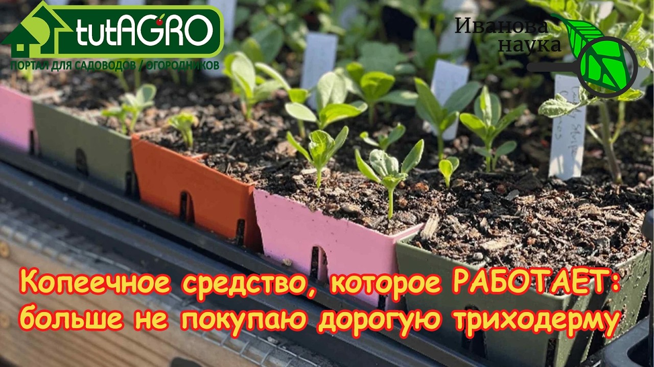 🈵 ОСТАНОВИТЕСЬ! 90% триходермы в магазинах — просто БАЛЛАСТ и ПУСТОЦВЕТ! Показываю ту, что работает.