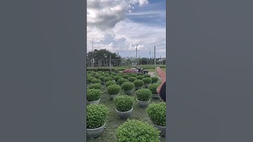 Hoa Cúc Giống A Nhàn Ninh Giang Khánh Hòa Mầm Pha Lê Đại Đóa Tổng Vụ Giống 2024 Toàn Thắng #shorts