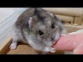 飼い主を食べようとするもとぼけ顔で手乗りしてくるハムスター#Shorts
