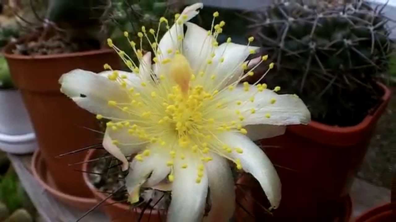 Copiapoa montana Cactus in beautiful yellow Star flower - YouTube