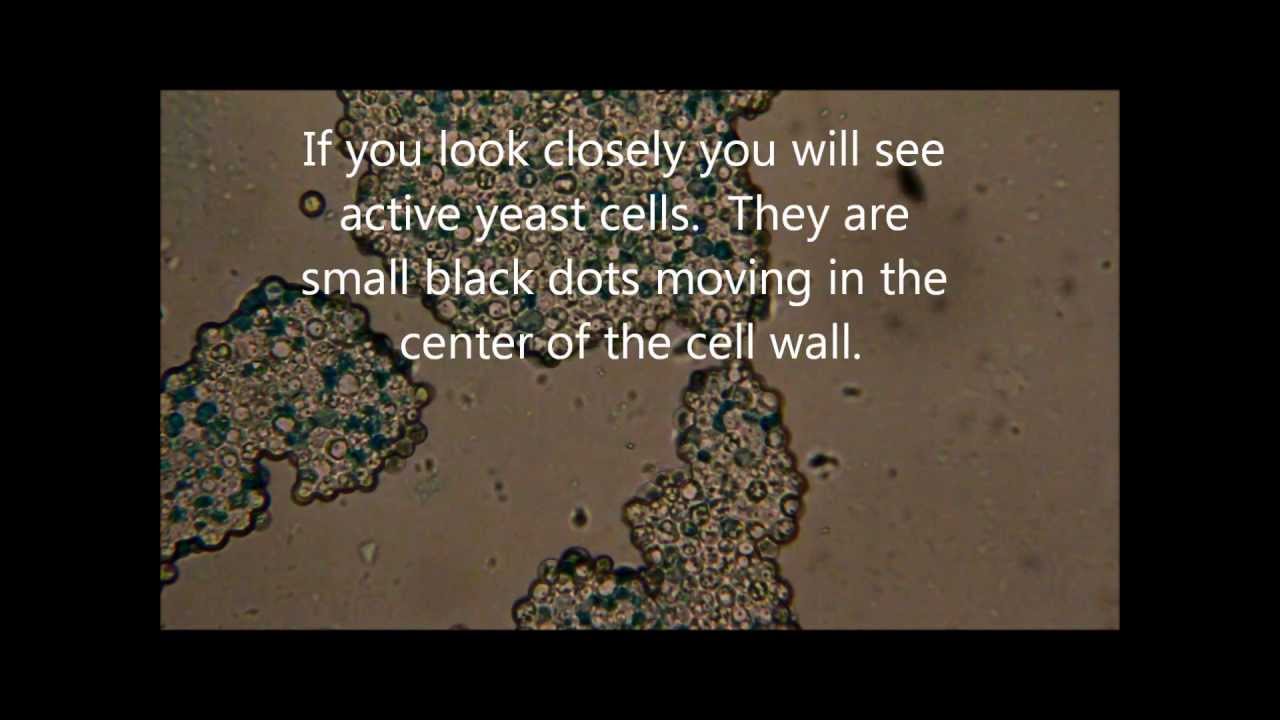 WestCoastBrewer.com Brewers Video Blog  - Active Beer Yeast at 400x magnification