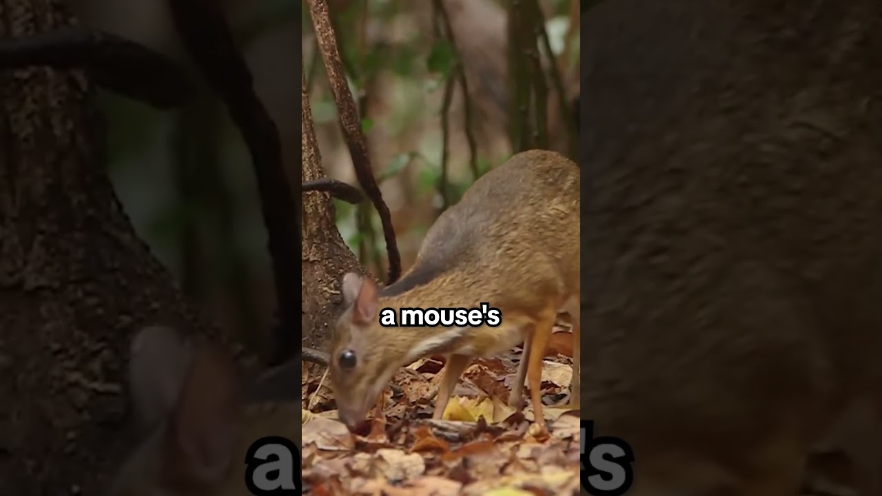 The World's Smallest Hoofed Mammal 😍