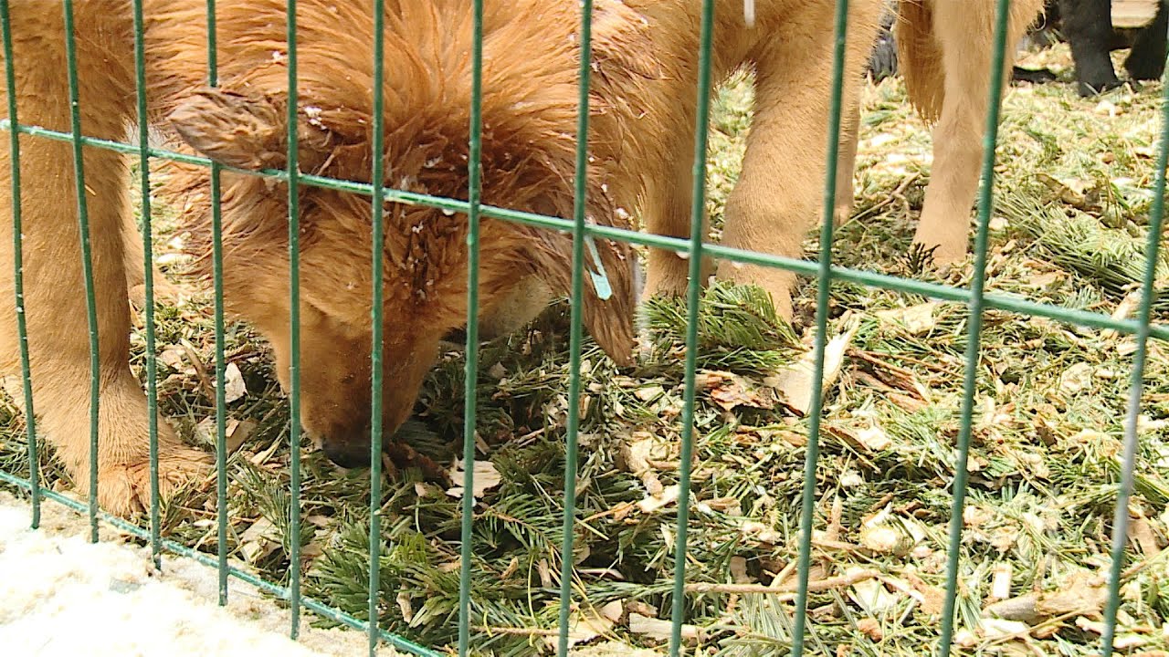Хвостатый дом приют для животных волгоград. Фото собак из приюта. Приют для животных волгоград. Хвостатый дом приют для животных волгоград. Приют волгоград дзержинский.