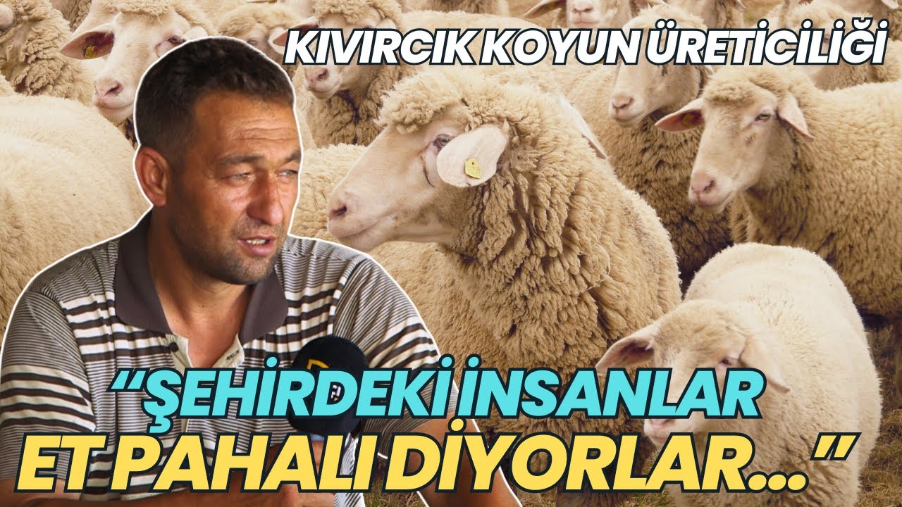 “Şehirdeki İnsanlar Et Pahalı Diyorlar…” / Kıvırcık Koyun Üreticiliği