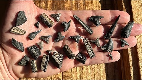 A short hunt in calm waters at Calvert Cliffs!