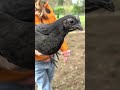 Ayam Cemani