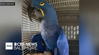 300+ birds in unsanitary conditions seized from Baltimore pet shop