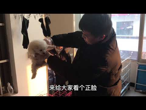 这种智商排名第一狗狗，你认识吗，到底好在哪里，快来看看