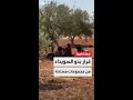 العربية توثق فرار عائلات من عشائر البدو من ملاحقة مجموعات مسلحة في السويداء