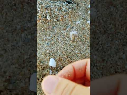 جمع الصدفات على شاطئ البحر مشاء الله