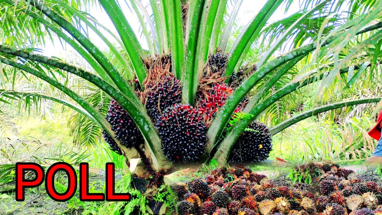 panen sawit setel kenceng PPKS 540