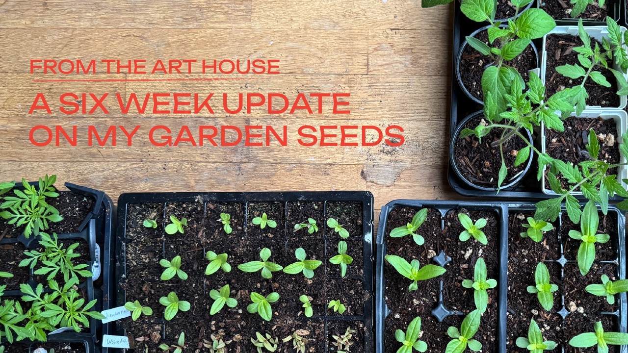 a six week update on my garden seeds