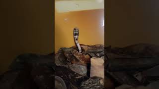 Baby Cobra Gets Snake Charmed! #Cobra #Venomoussnakes #Reptiles #Snakes #Snakecharmer