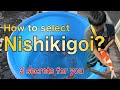 【錦鯉の選び方】3 SECRETS to select a beautiful KOI FISH!