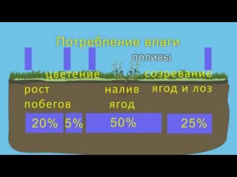 Полив винограда Как поливать виноград