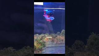 Betta fish farming #fact #facts #viral #shorts #bettafish #fishfarming #fishing