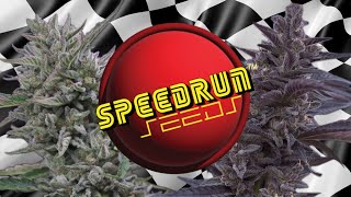 Let’s grow SpeedRun Seeds autoflowers with Blumats! (Germination)