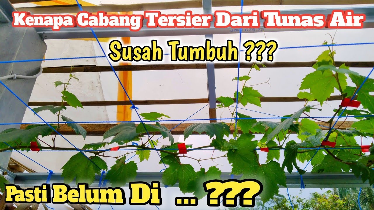 Kenapa Cabang Tersier Dari Tunas Air Lama Tumbuh ?? Karena Belum Di....