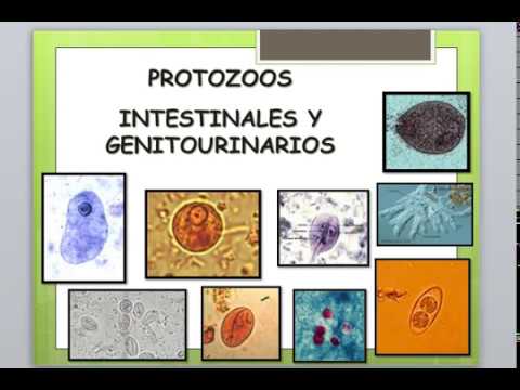 Video: Microorganismos Protozoarios Del Tracto Gastrointestinal En Ratas