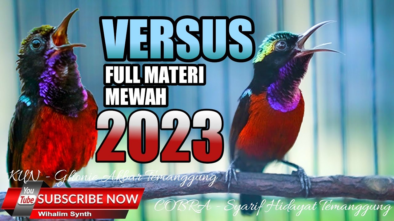 KOMPILASI MASTERAN KONIN JUARA - SULTAN VS SULTAN - COCOK UNTUK MASTERAN KOLIBRI NINJA FULL TONJOLAN