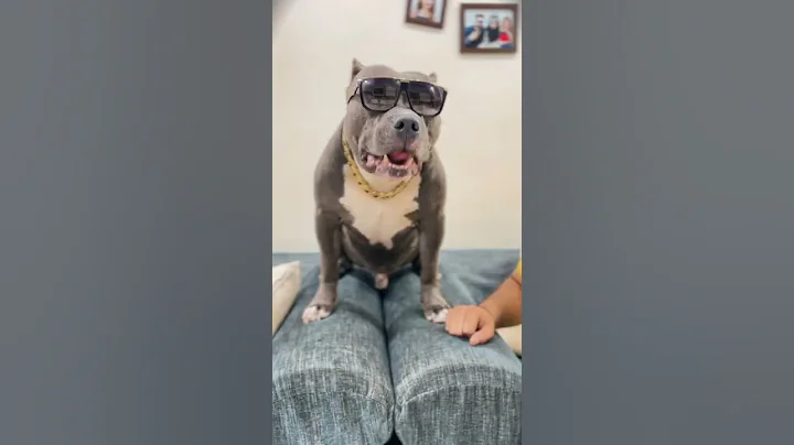 Brody ki Badi Badi Batein 😂 #shorts | Harpreet SDC