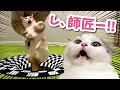 トリックアートに本気で絶叫する先住猫が可愛すぎた【おしゃべりする猫】 【猫アテレコ】