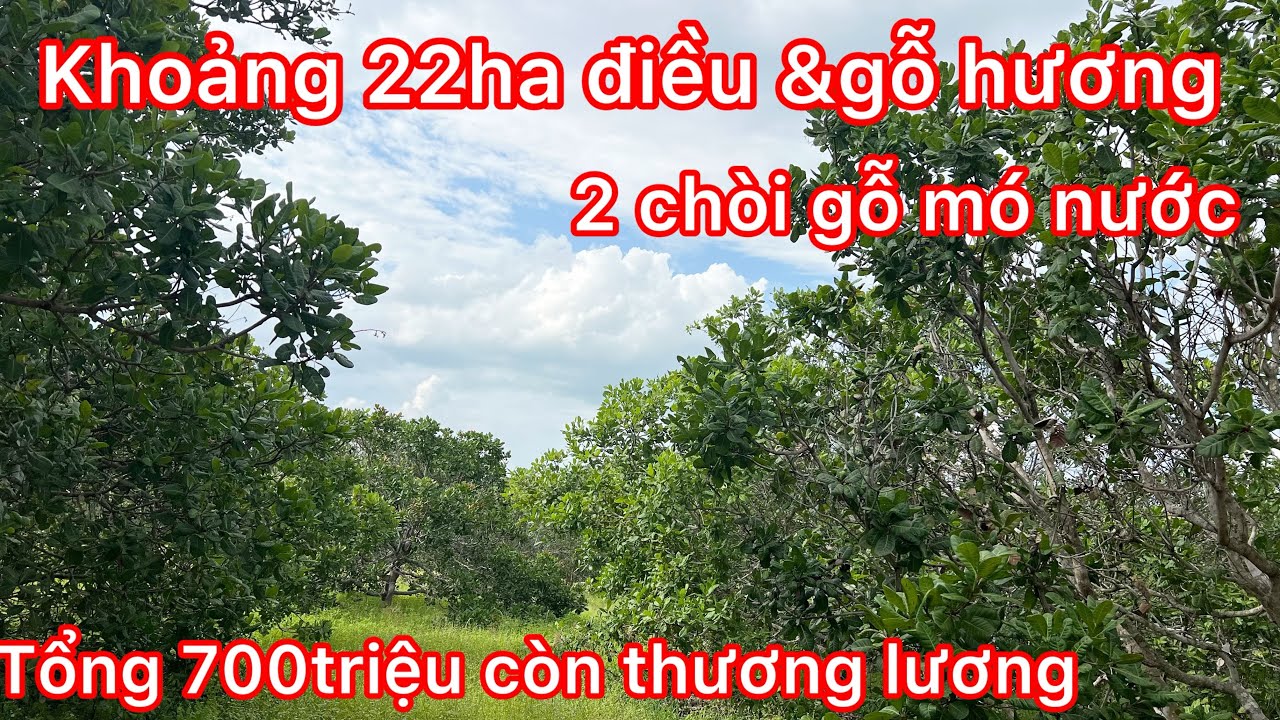 Đã chốt Ai quan tâm diện tích lớn thì liên hệ mảnh này điều to toàn gỗ hương 