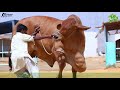 cattle farming in pakistan || AFRIDI CATTLE FARM ❤ JASMINE ❤ ||