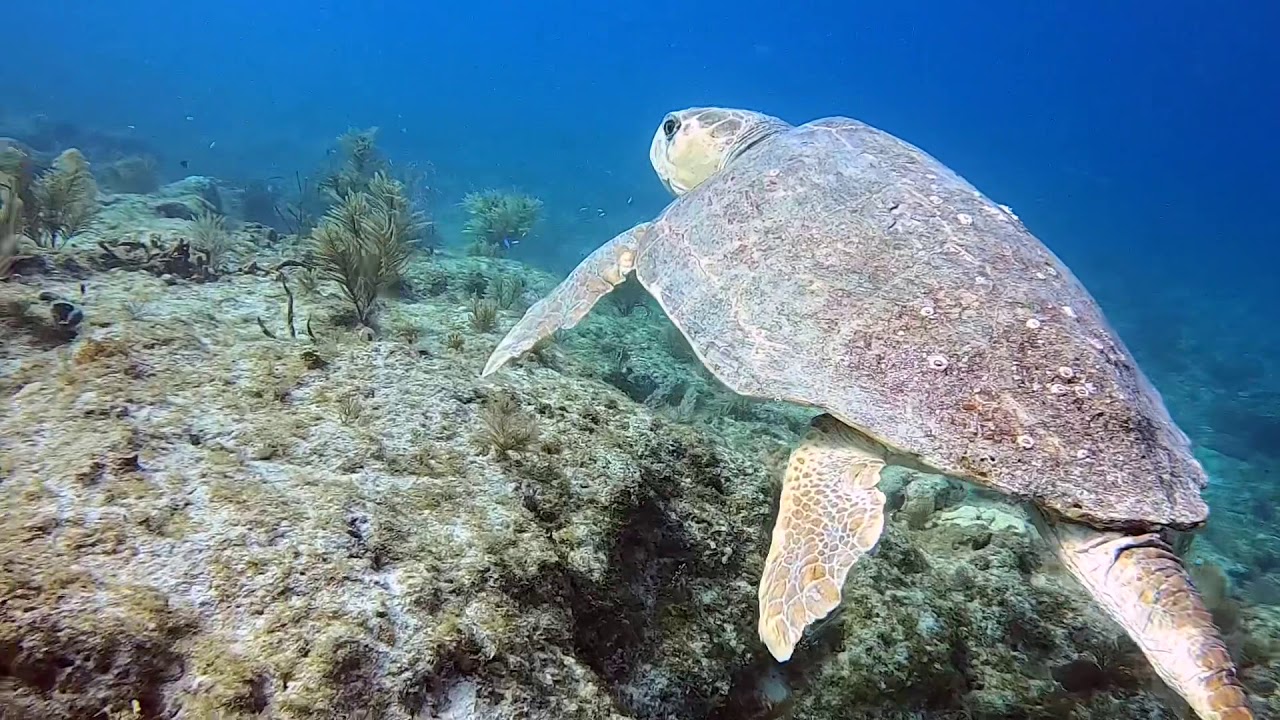 Scuba Key Largo 2020