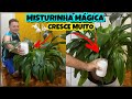 INCRÍVEL! MISTURINHA PODEROSA QUE FAZ TODAS AS PLANTAS CRESCEREM | FICA GIGANTE 😱