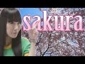 As Cerejeiras (Sakura) - Tamo Junto no Japão