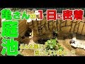 庭池の亀さんに1日密着!どんな風に過ごしているの?【2018#031】