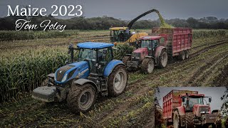 Maize 2023 - Tom Foley Harvesting Maize in Wet Conditions with a fleet of Case Cvxs