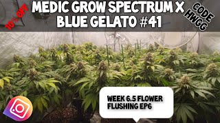 ๐งจ4k! 60hz ๐ฃ Medic Grow Spectrum X Ep6. week 6.5 in flower ๐ป monster bud๐งจ blue gelato 41