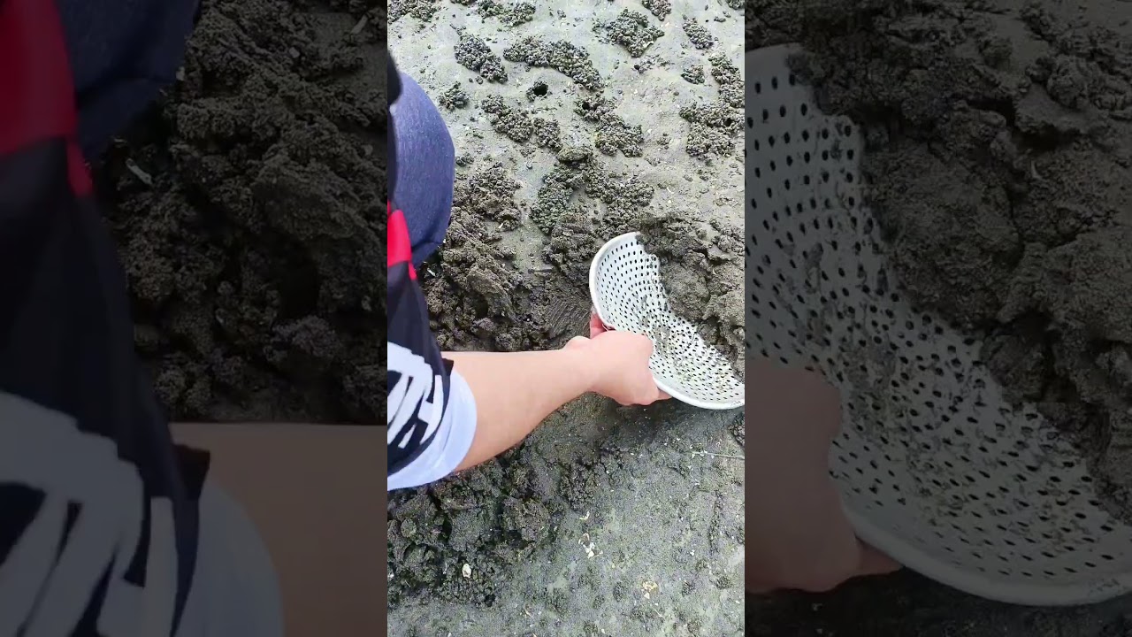 Best way to Catch Soldier crab in the shore 