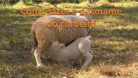 Quanto tempo leva para desmamar um carneirinho?