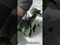 Extreme Winter Harvest: Cabbage vs Snow ⛄️