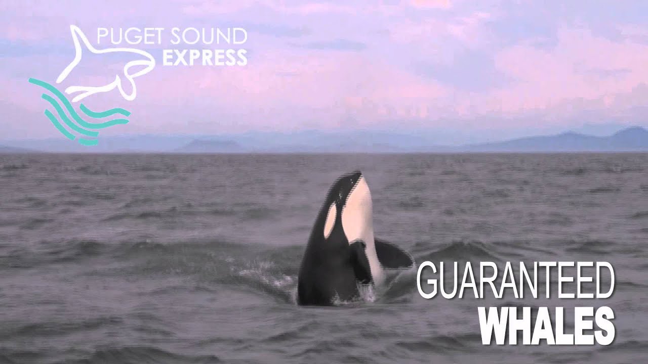 Puget Sound Express ST Digital 30 prores